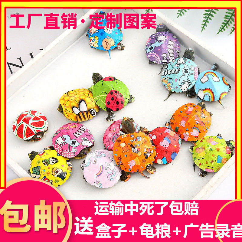 Source factory colorful little turtle Brazilian turtle colorful little turtle live Net red color little turtle ornamental color turtle
