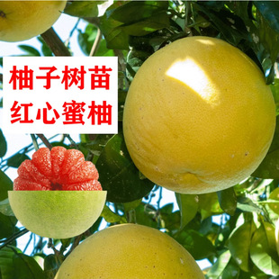 Grapefruit Saplings, Red Heart Red Grapefruit Fruit Saplings, Courtyard Villa Potted Plants, Four-Season Cold-Resistant Plants