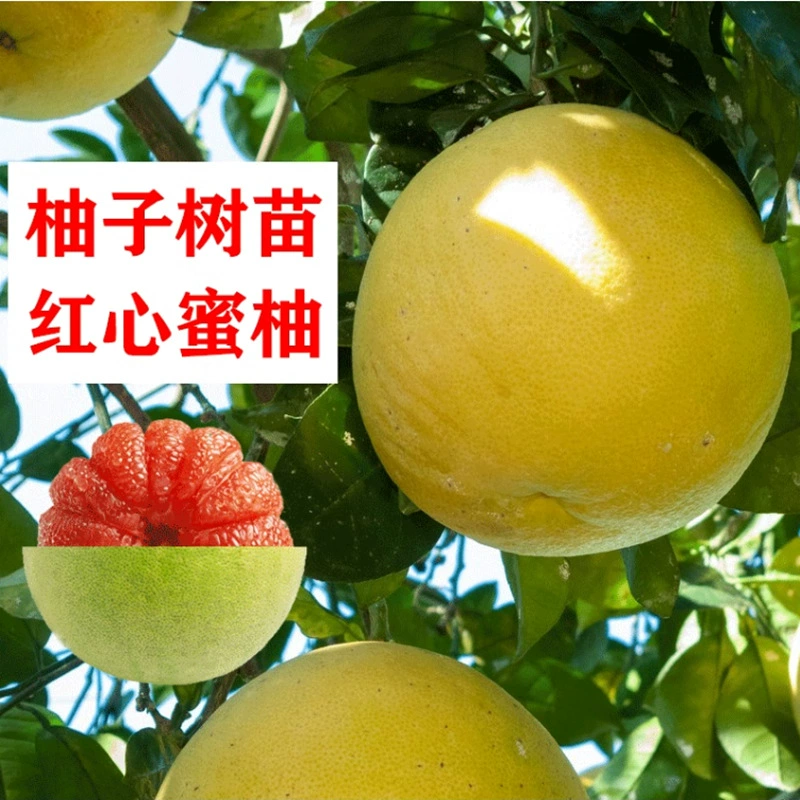 Саженцы грейпфрута, фруктовые деревья красного помело с красным сердцем, саженцы фруктов, комнатные растения в виллах во дворе, четырехсезонные морозостойкие растения.