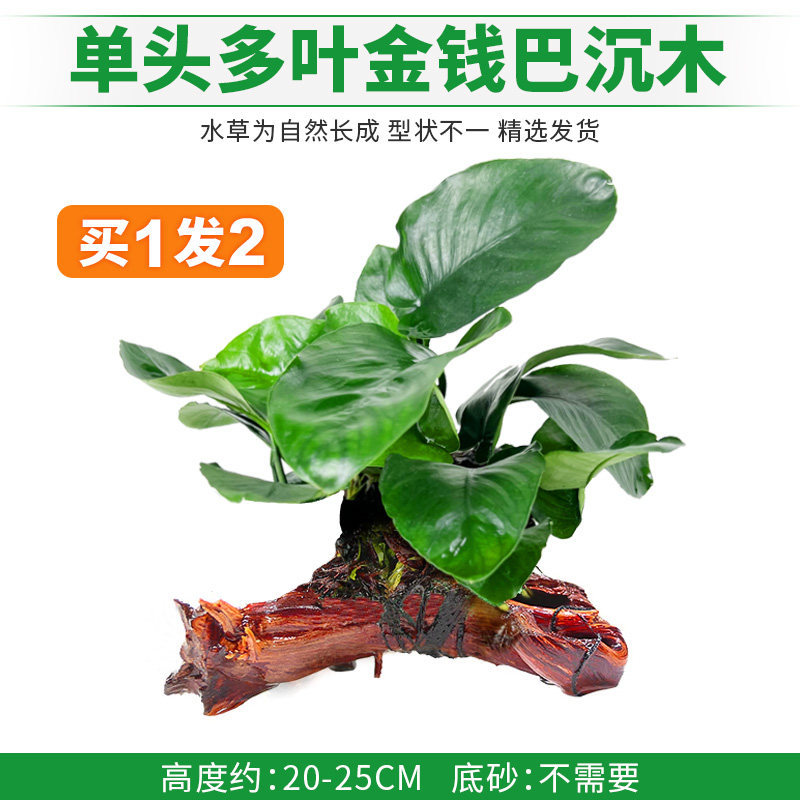 多叶金钱巴沉木 买1发2【超值限购 仅限3天】