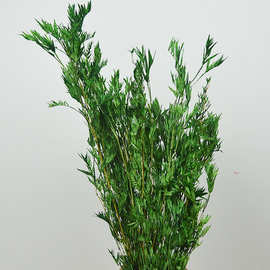 永生凤尾竹 云南永生花diy材料君子兰 真花干花花束凤尾竹永生花