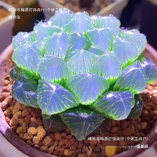 Succulent Small Potted Plant Blue Mirror Jade Dew Crystal Jade Dew Rare Plant Treasure Lotus Lamp Jade Dew Office Desktop Amazon