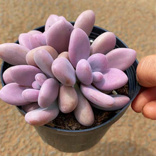 110#ҵֲ^Ⱥͳ֮Ⱥ辰Ȥζ