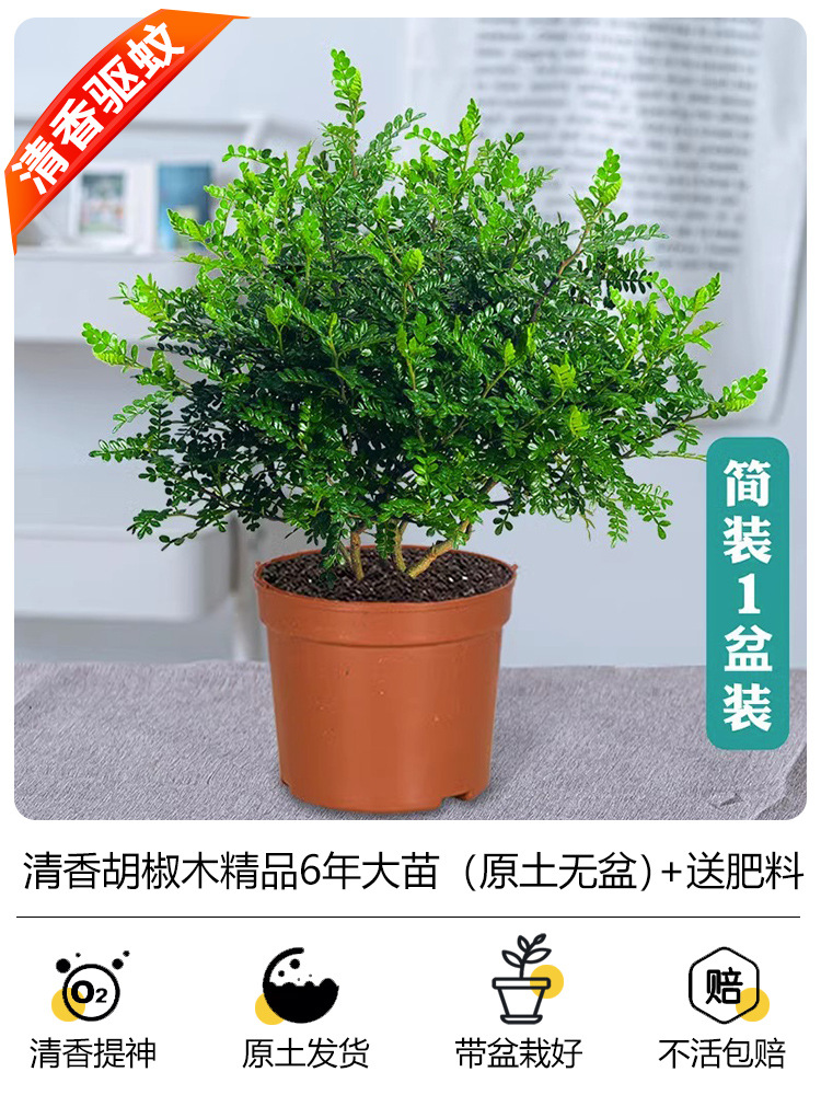 프리미엄 6년근 모기향(화분없는 오리지널 흙) + 무료비료