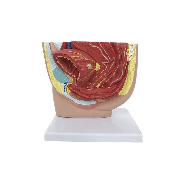 U053A female pelvic sagittal cutting model