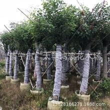 普宁鸡冠刺桐园林景观绿化工程小区庭院种植漳州校园路边树多规格