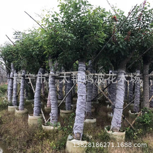 �Ռ��u�ڴ�ͩ�@�־��^�G������С�^ͥԺ�Nֲ����У�@·߅���Ҏ��