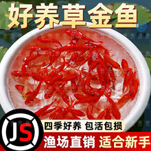 草金鱼活鱼观赏鱼锦鲤鱼苗淡水鱼冷水鱼小型耐活活体小金鱼红草金