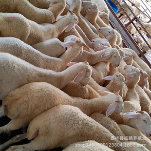 ���Сβ������� �Ų��d��С���� ����ĸ���Bֳ��