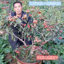 嫁接山楂树苗山楂苗大金星山里红盆栽地栽南北方种植果树当年结果
