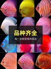 �߲������~�Ꭷ�^�p�~��Ʒ�~����w��С�ͺ��B����O��ֱ�ۡ�