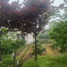 全冠三季红枫桔别墅庭院景观果树品种齐大树