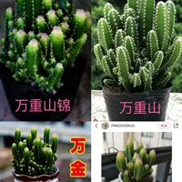 В горшке Wanzhongshan Jinshan суккуленты кактус зеленые растения цветочные офисные настольные комбинации легко выращивать в помещении