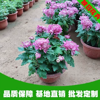 国庆品种菊庆典鲜花菊花种植基地景观工程绿化基地菊花盆栽九月菊
