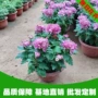 景观工程品种基地九月菊