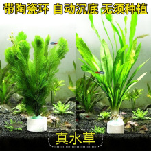 鱼缸水族箱水草造景植物套餐活体绿菊淡水中后景懒人阴性水榕沉木