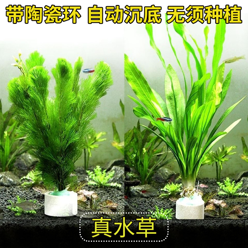 鱼缸水族箱水草造景植物套餐活体绿菊淡水中后景懒人阴性水榕沉木
