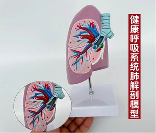 Human respiratory system lung anatomy alveolar tissue nasal oral respiratory tract structure enlarged relief medical model