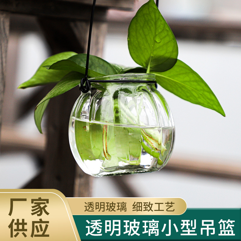 Transparent Glass Pumpkin Bottle Style Spider Plant Bottle Green Dill Plant Hanging Hydroponic Water Culture Glass Vase