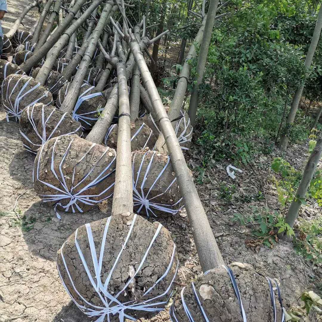 [Цена] Поставка рабочих по выращиванию деревьев, рабочих по пересадке деревьев, команд по выращиванию деревьев, людей по выращиванию деревьев в Цзюцзяне.