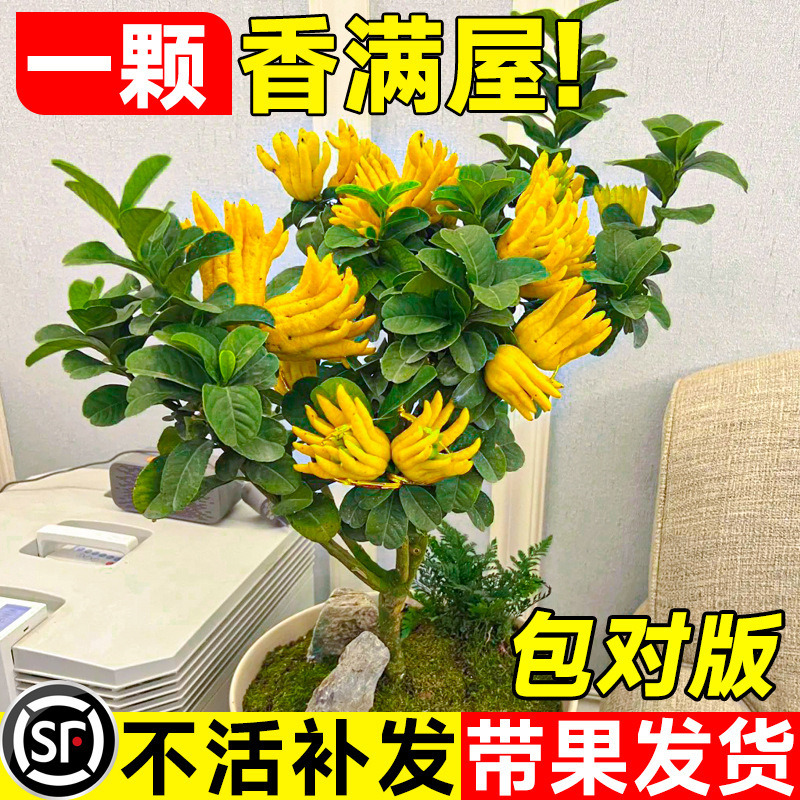 Citrus Tree Sapling Potted Balcony Courtyard with Fruit Jinhua Bergamot Bonsai Old Stump Plant Flower Green Plant Easy to Care for