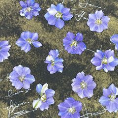 多色飛燕真花エンボス花pressed flower滴糊押花団扇花材スタンド材料バッグ
