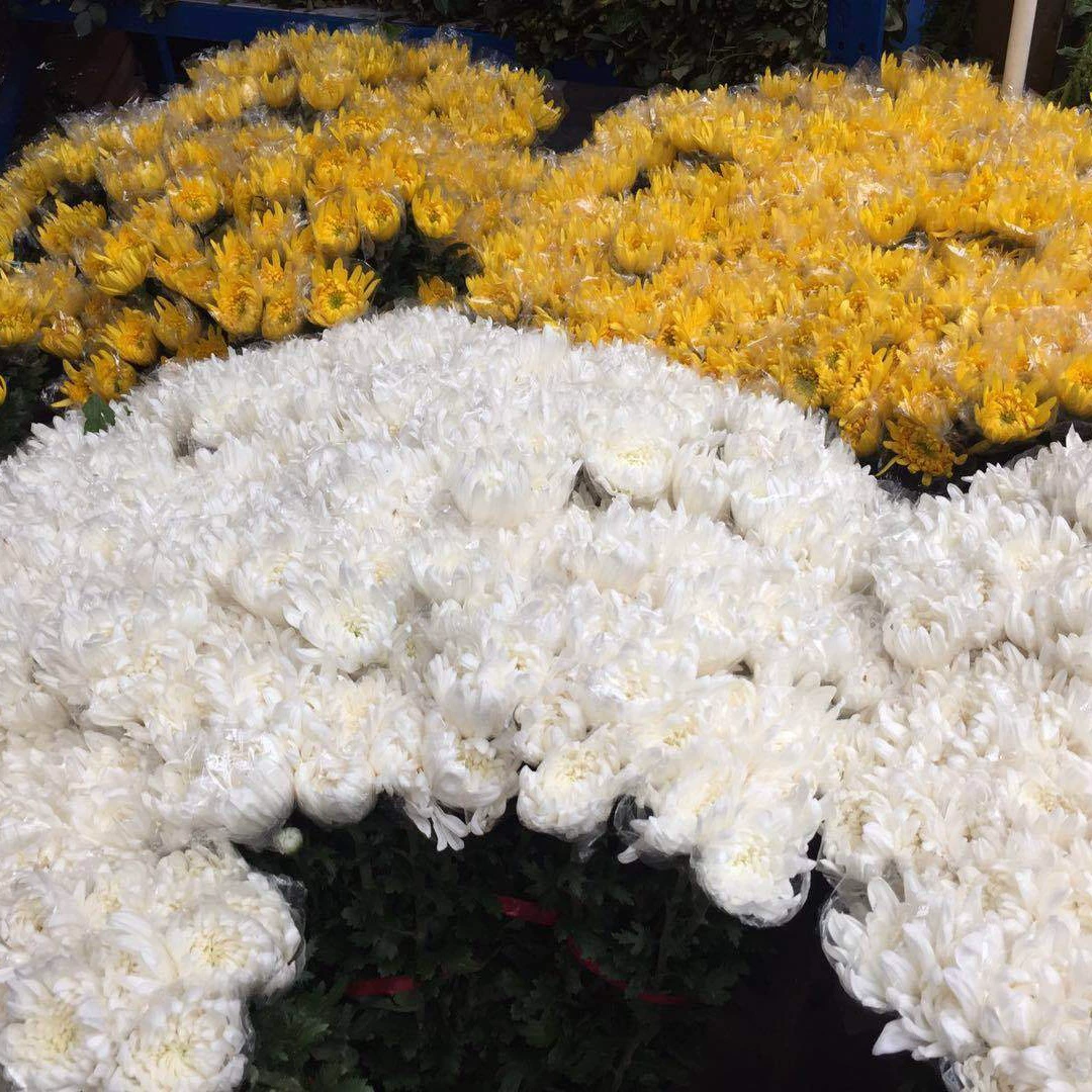Белые хризантемы, выращенные в базовой зоне, отправляются из Чэнду во время фестиваля Цинмин, предпочтительны оптовые партии.
