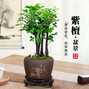 Small-Leaf Red Sandalwood Bonsai Plant Saplings Potted Office Desktop Indoor Florals and Green Plants Easy to Feed Zen Ornaments