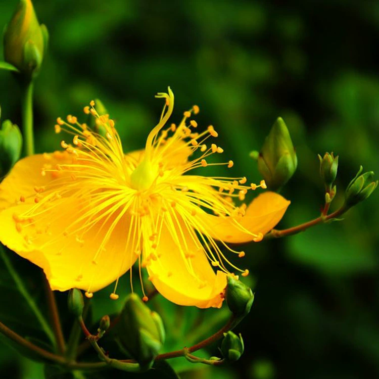 Прямые продажи базовых саженцев Hypericum, саженцев Hypericum, цветных кустарников, полная спецификация Hypericum, скидки на большие объемы.