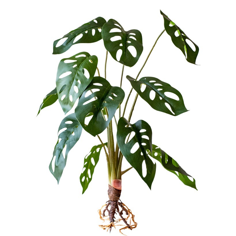 Fairy Cave tortuga hoja sentir arreglo floral hoja material planta esquina ventana belleza paisaje decoración artificial planta verde mango haz