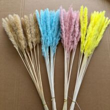 小芦苇潘帕斯草干花ins客厅摆件轻奢风干花花束混塔材料跨境批发