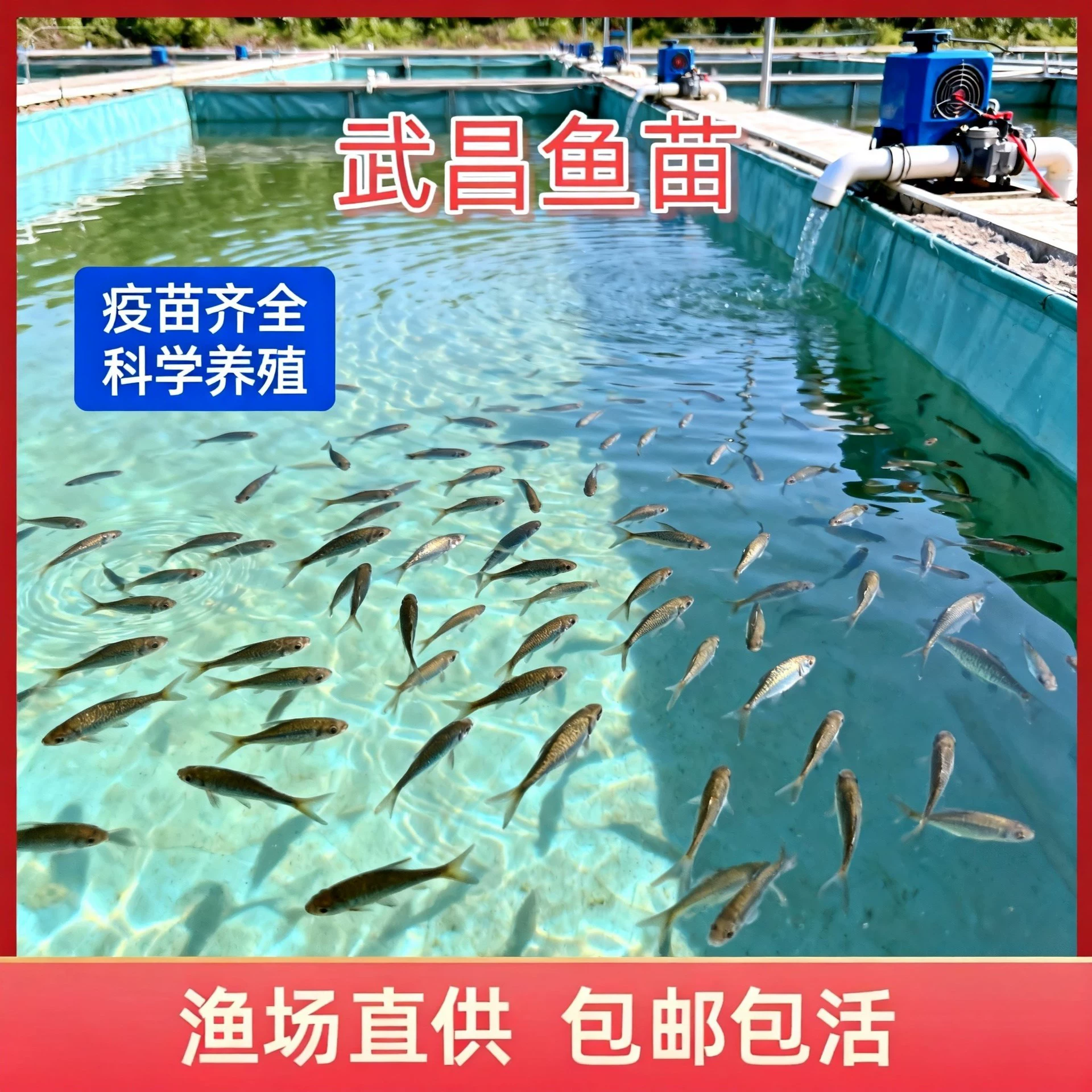 Wuchang Wuchang fish fry bream breeding edible extra large freshwater triangle head bream fresh wholesale free shipping
