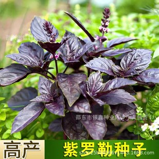 ���_�շN�ӾŌ����N��ԭ�b�ļ��߲˷N�Ӵ�ȫ�˷N�ӻ��N�����l���l