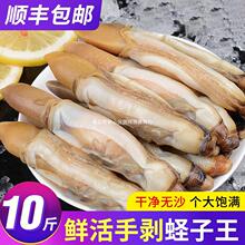 蛏子肉新鲜冷冻蛏王肉海鲜竹节蛏竹蛏王鲜活冰冻海圣子肉生鲜商用