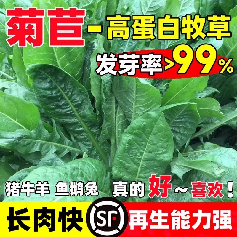 Семена многолетнего крупнолистного цикория, кормовое растение общего назначения, высокопродуктивное, для выращивания кур, уток, гусей, свиней, крупного рогатого скота и овец.