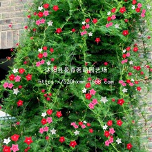 羽叶茑萝花种子四季开花易活庭院室外内盆栽爬藤攀援植物花种籽子