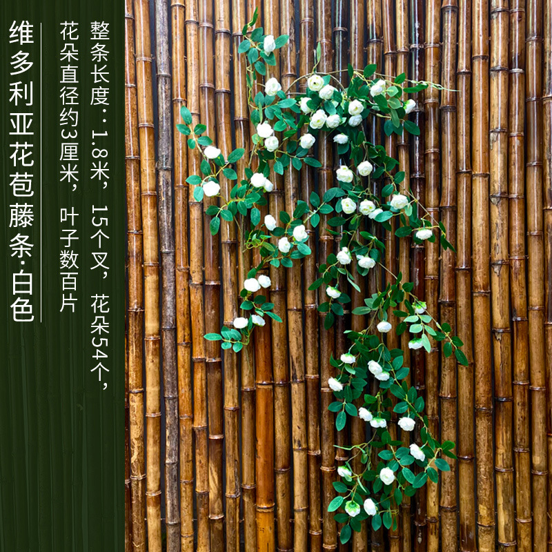 화이트 빅토리아 장미 덩굴 1.8 미터