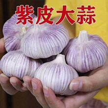 ��Ƥ����5�� 2024�ꮔ���������r�߲��¸ɴ����^���l�tƤ�r���ԷN