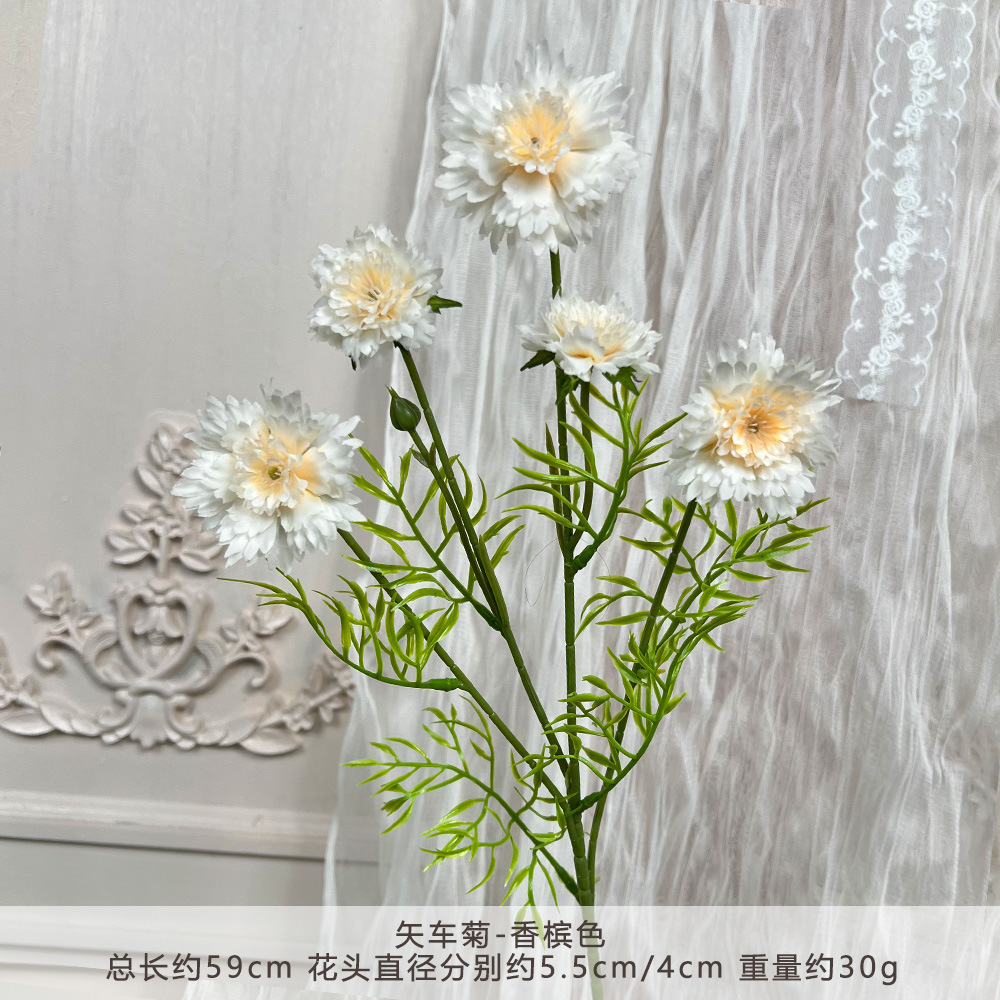 JP-矢车菊-香槟