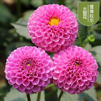 花のダリアの花はボールを植えます。|undefined