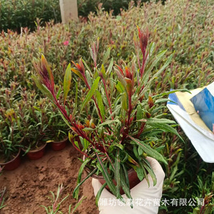 Mountain Almond Grass, Houndstooth Flower, Courtyard Garden Flower Pot, Perennial Plant with Long Flowering Period, Cold and Drought Tolerance, Direct Delivery from the Base