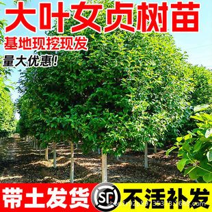 ���~Ůؑ����ߗUŮؑ�ϱ���ͥԺ�G���е������ͺ��ļ������L����