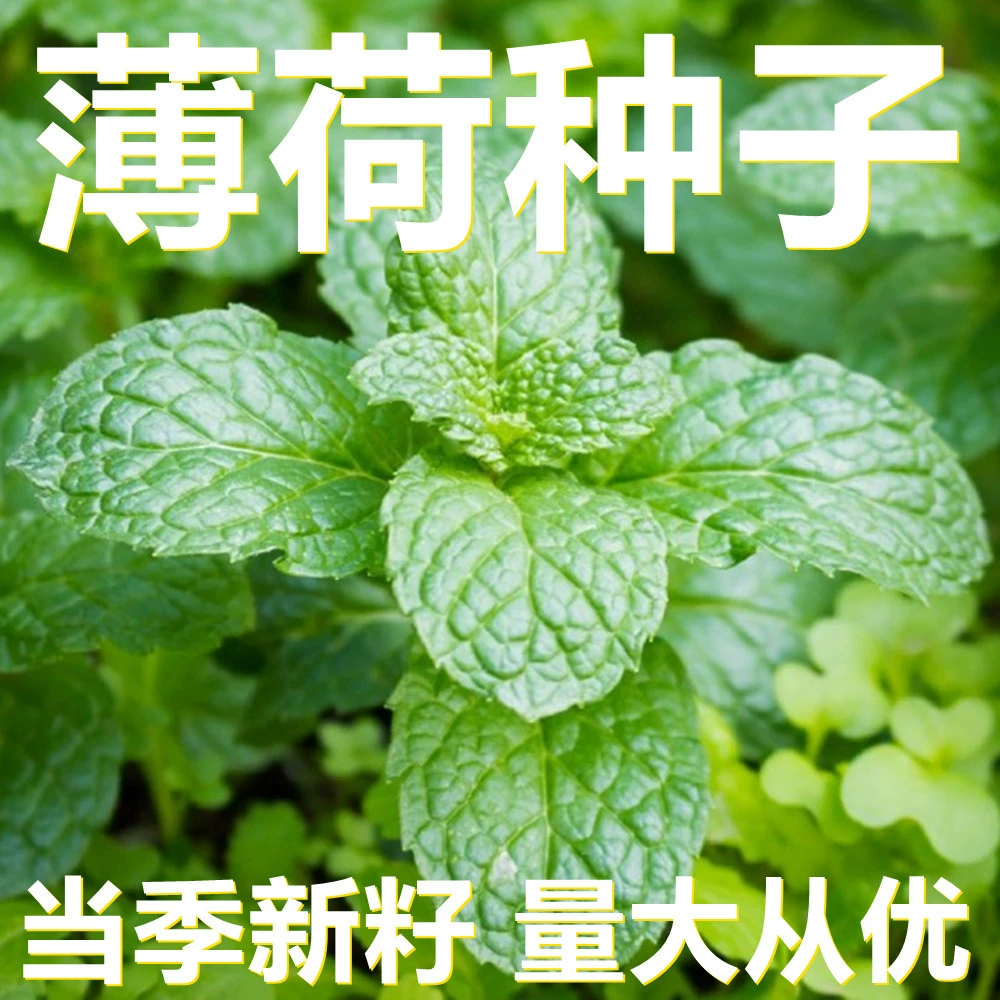 Семена мяты 250-500г в мешках оптом, прямые поставки с места происхождения, сезонные новые семена, семена садовых цветов