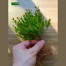 ̦�\΢���^DIY���� �W�y�݆��wֲ���r��Gֲ���B��ˮꑸ��쾰ާ�