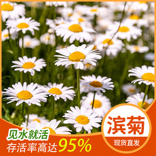 西洋濱菊圖片 海量高清西洋濱菊圖片大全 阿里巴巴