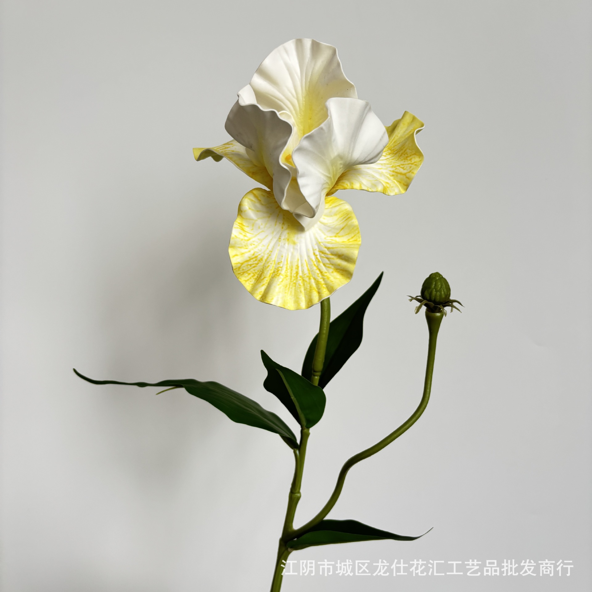 단일 큰 꽃 붓꽃