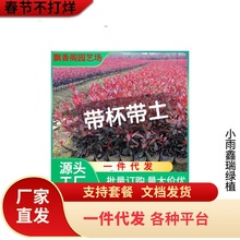 һlt~ʯ骘玧ͥԺGļGt