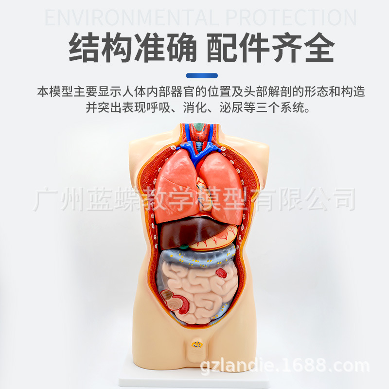 85cm�������ɽ���ģ�Ϳɲ�ж19�� �������� ҽѧ��ѧ�����������