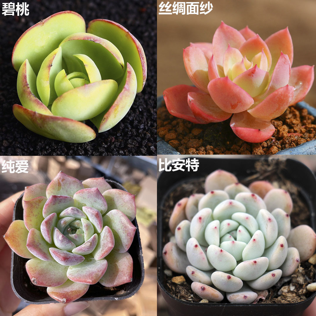 비타오 + 실크베일 + 순수한 사랑 + 비안트 3-5cm (플라스틱 화분 배송이 용이합니다)