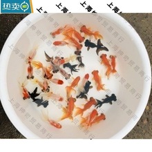 L小金鱼苗观赏鱼冷水耐活好养鱼淡水红白锦鲤活鱼小型鱼草金鱼活